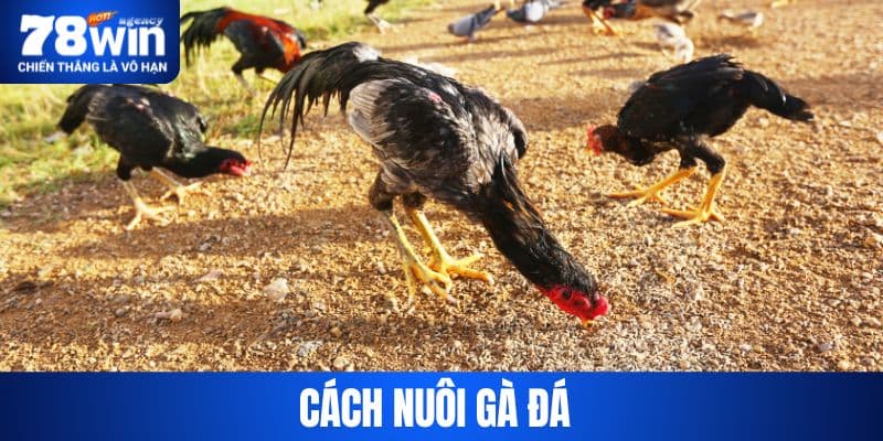 Chia Sẻ Cách Nuôi Gà Đá Nhanh Lớn Từ Chuyên Gia 78WIN