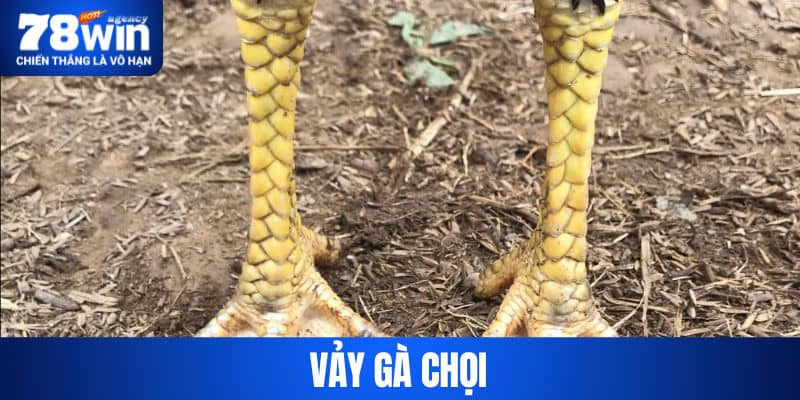 Vảy Gà Chọi Là Gì?